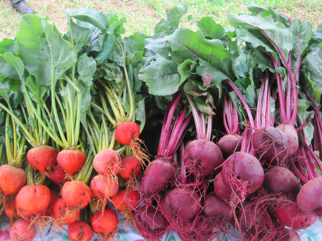 Fresh veggies offered through the CSA of Square Roots Farm; photo courtesy Square Roots Farm