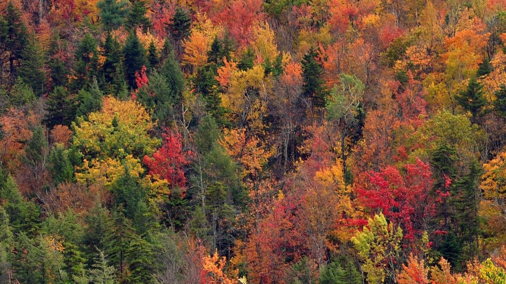 If the weather cooperates, the Fall Foliage Festival promises to be especially brilliant; photo by chensiyuan