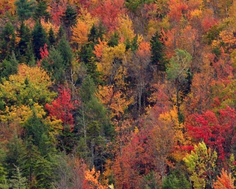 If the weather cooperates, the Fall Foliage Festival promises to be especially brilliant; photo by chensiyuan