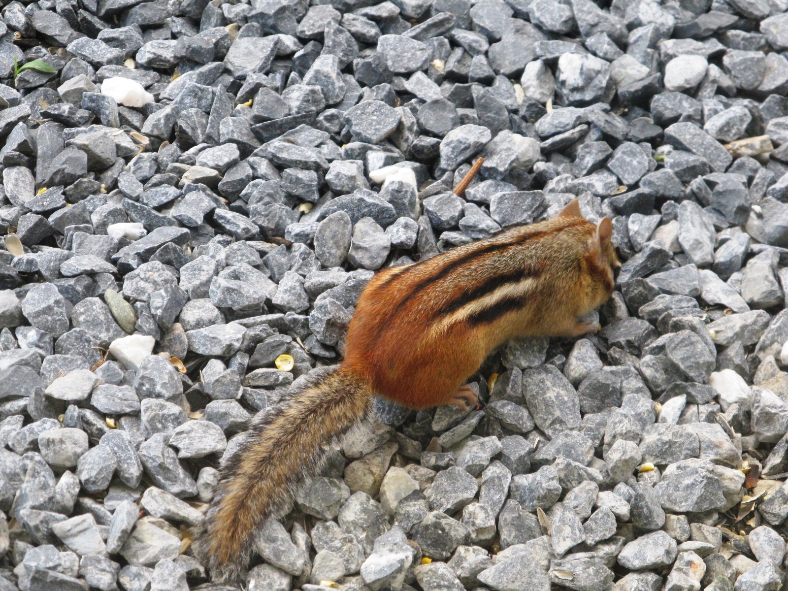 Chipmunk benefiting from messy eaters and gravity; photo by Sheila Velazquez.