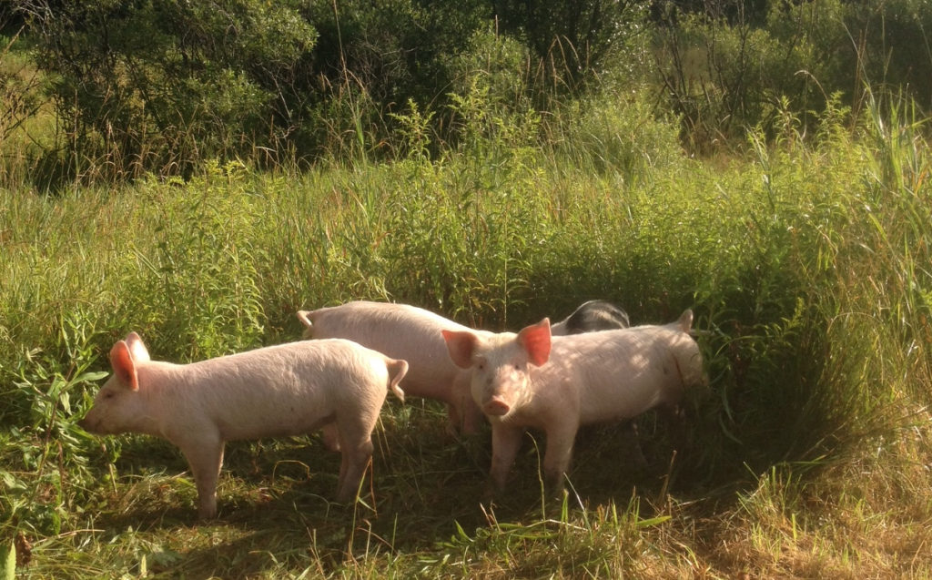 Your average pig tries to live a pretty clean life, and would likely avoid the Beltway if at all possible; photo by Jason Velázquez.