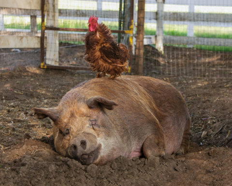 Emma, the pig, and Mr. Greasy, the rooster, are frequent scene-stealers in The Biggest Little Farm, showing just what's possible with a little inter-species understanding; NEON.