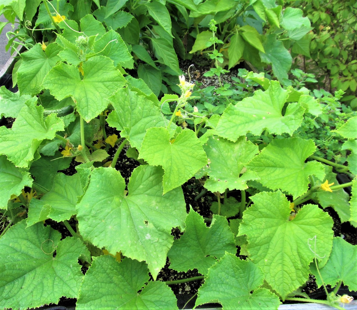 Cucumbers in flower; photo by Sheila Velazquez.