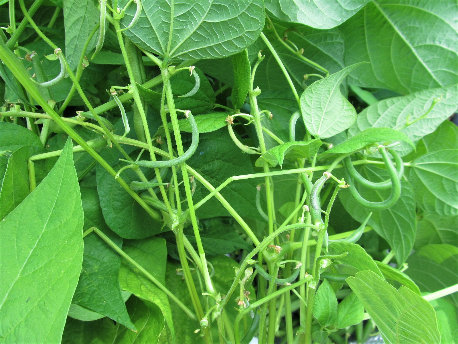 Young beans waiting their turn; photo by Sheila Velazquez.