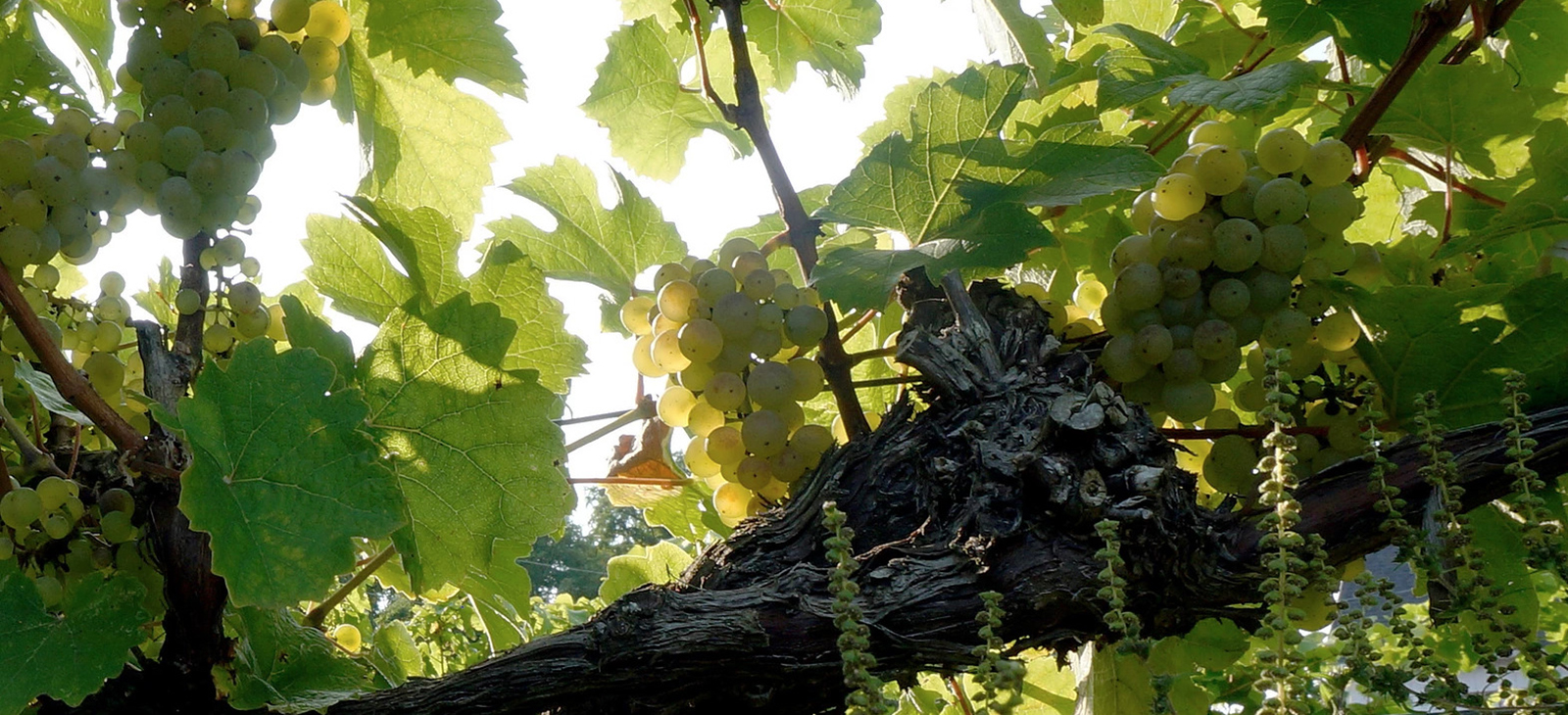 Keuka Lake Vineyards got its start decades ago, when the area's suitability as an important wine region was first being explored; photo courtesy Keuka Lake Vineyards.