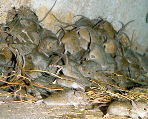 Mice overrun New South Wales, Australia