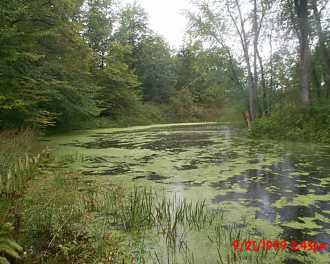 Photo of. September 21, 1999 - Algae on river below New Lenox Road at low water