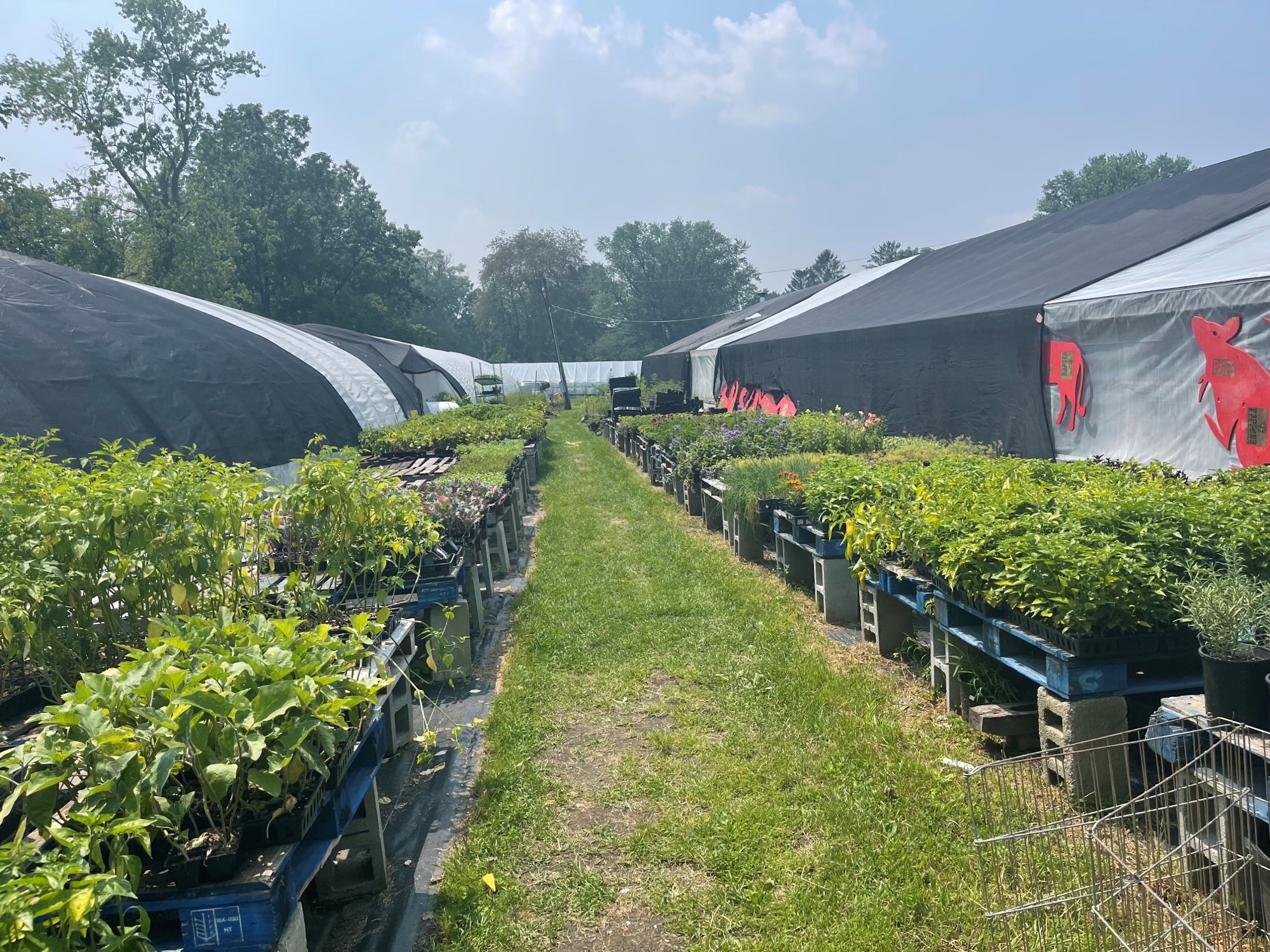 Photo of rows of vegetable starts between large greenhouses.