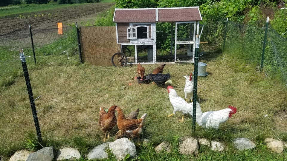 Photo of chickens in a small, portable chicken run, with a chicken tractor in the background.