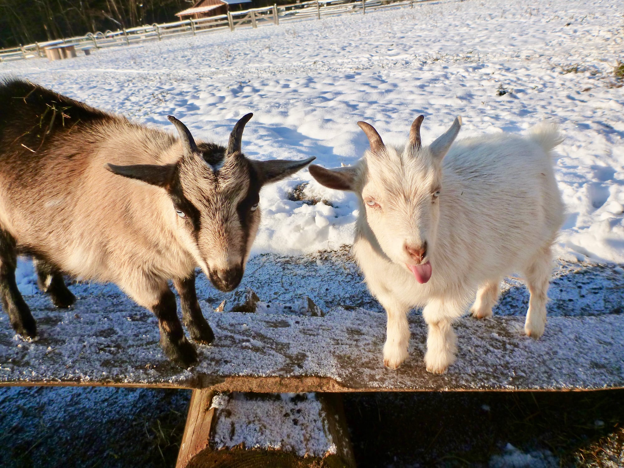 Photo of two miniature goats standing in a snow-covered pasture. One goat is sticking her tongue out at the camera. 