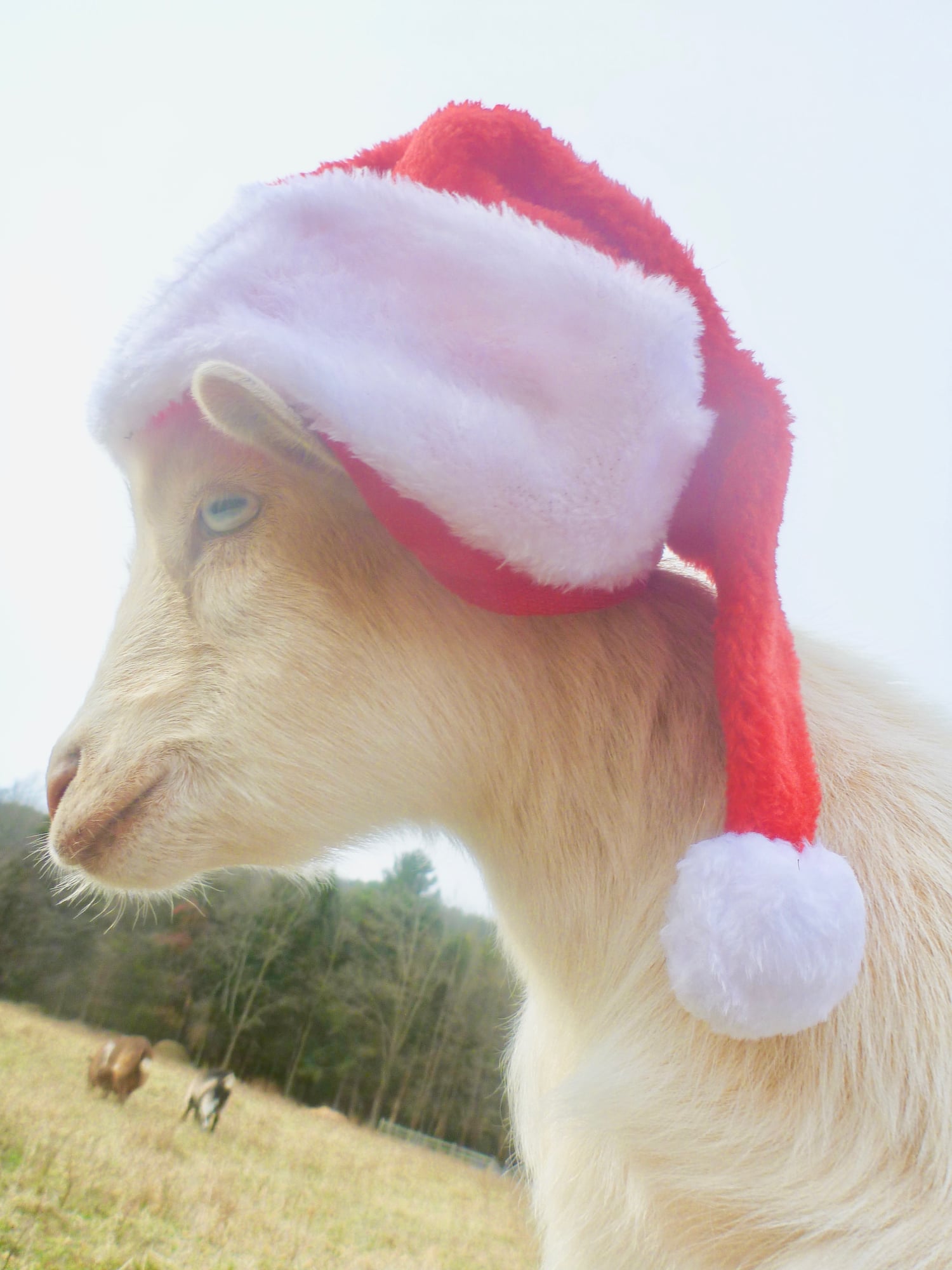 Close up photo of a goat wearing a Santa Clause hat. 