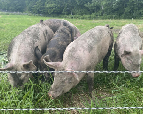 Photo of three pigs in a field.