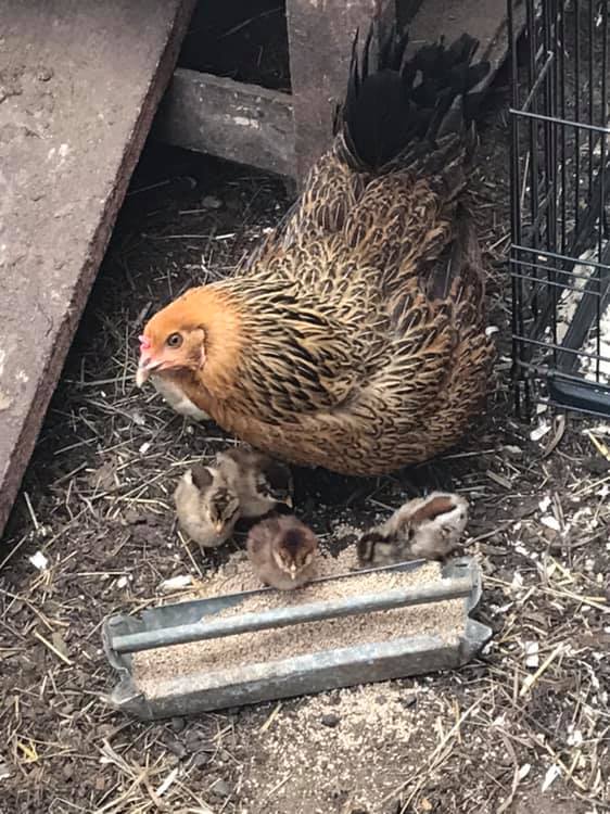 Photo of a mother hen with four chicks standing by a grain feeder. 