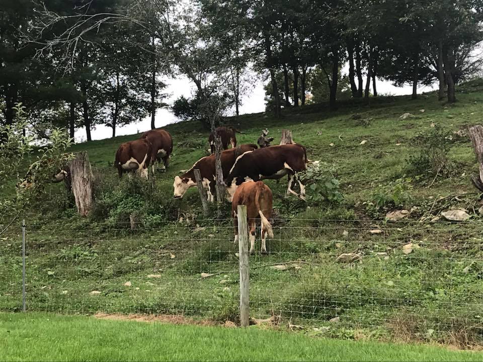 Photo of a tree covered, hilly pasture with eight cows.