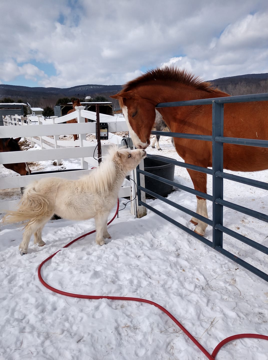 Photo of a miniature horse stretching its neck up to nuzzle the muzzle of a large horse on the other side of the fence who is stretching its head down.