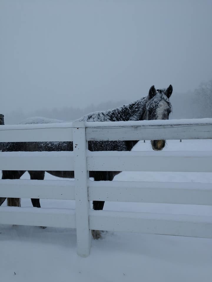 Photo of a snow-covered horse standing behind a fence in a light snowfall. 