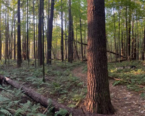 A photo of a deciduous forest in Autumn, with ferns growing in the shade under the trees.