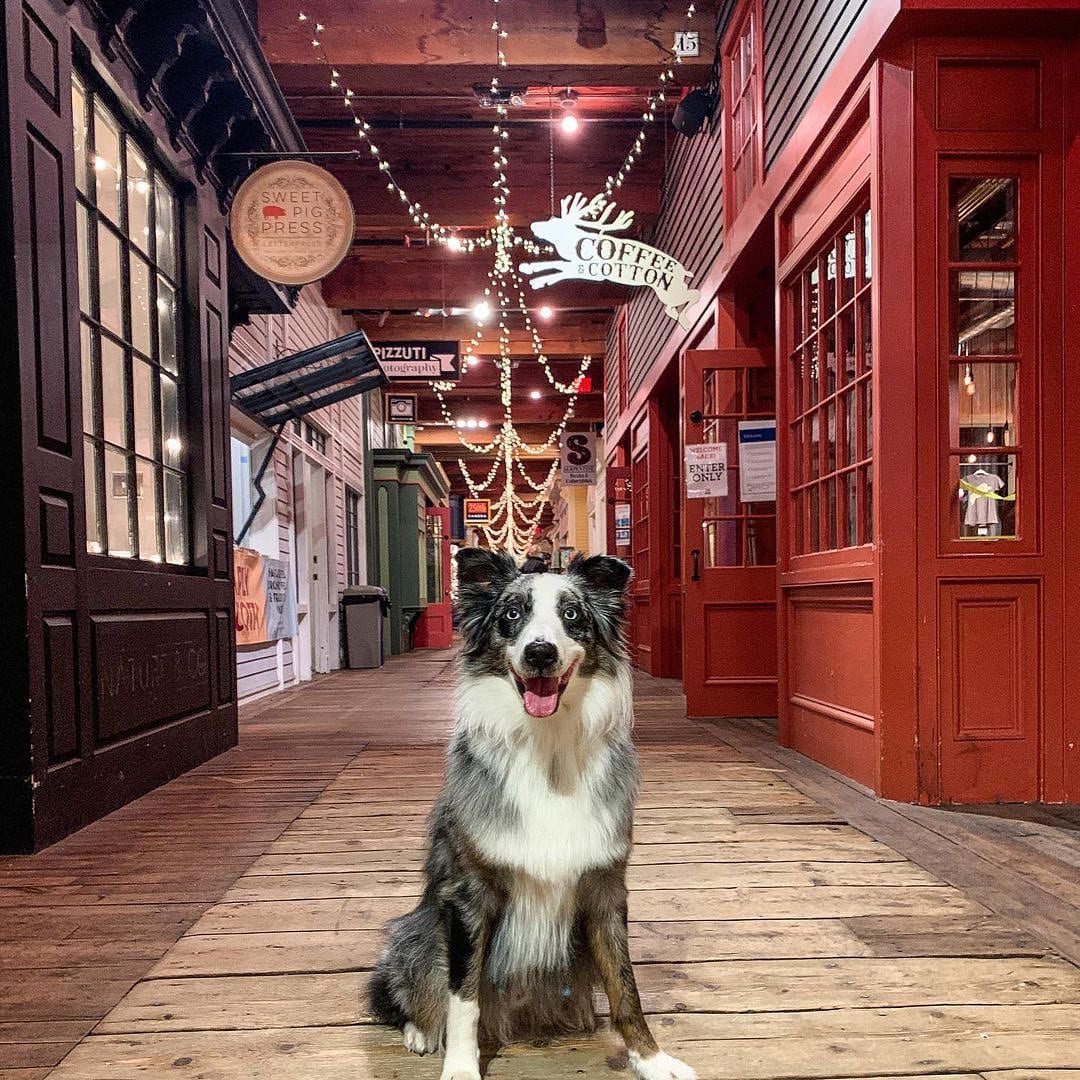 Photo of a a dog sitting in the hallway of an old mill building that has been converted into retail space.