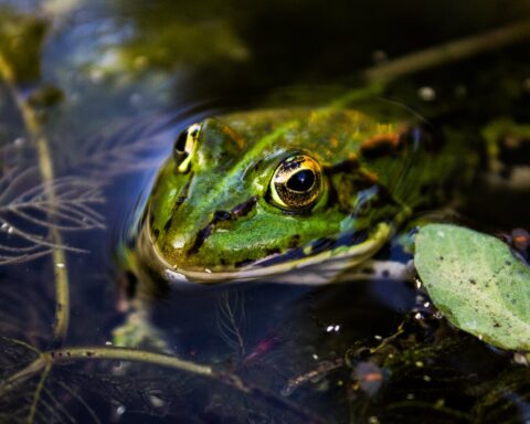 green toad in water